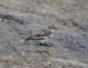 Snow Bunting