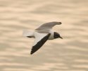 Sabine's Gull