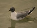 Sabine's Gull
