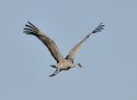 Sandhill Crane