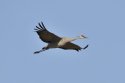 Pic of the Quarter - Sandhill Crane