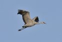Sandhill Crane