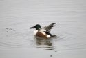 Shoveler