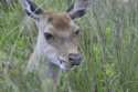 Sika Deer