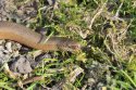 Slow Worm