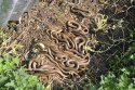 Slow Worm