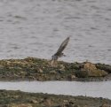 Semi palmated Sandpiper