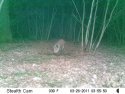 Wild Boar