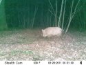 Wild Boar