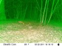 Fox and Badger