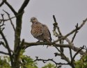Turtle Dove