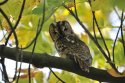 Tawny Owl