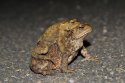 Common Toad