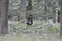 Wild Boar