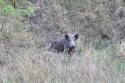 Wild Boar
