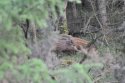 Wild Boar