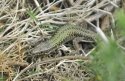 Wall Lizard