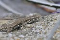 Wall Lizard
