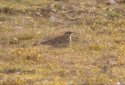 Woodlark