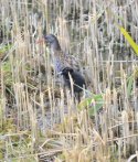 Water Rail