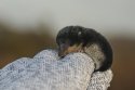 Water Shrew