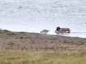 Western Sandpiper