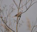 Whitethroat