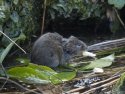 Water Vole