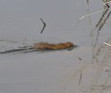 Water Vole