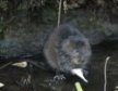 Water Vole