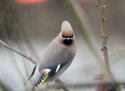 Waxwing