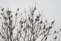 Waxwing