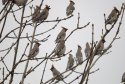 Waxwing