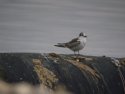 White Winged Black tern