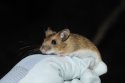 Yellow Necked Mouse