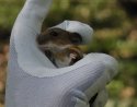 Yellow Necked Mouse