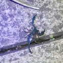Yellow Tailed Scorpion