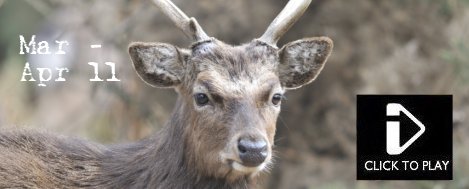 March / April 11 - Video. Muntjac, Chinese Water Deer, Long Billed Dowicher, Spoonbill, Sand Lizard, Sika Deer, Fallow Deer, Slow Worm, Wood Lark, Rabbit, Lapwing, Roe Deer, Reeve's Pheasant, Wild Boar, Brown Rat