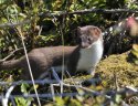 Stoat