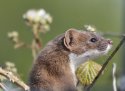 Pic of the Quarter - Stoat