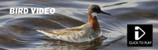 Finland Bird Video - Coming Soon