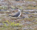 Artic Skua