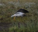 Baltic Gull