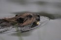 Canadian Beaver