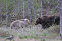 Brown Bear