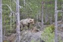 Brown Bear