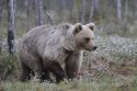 Brown Bear