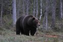 Brown Bear