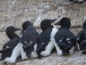 Brunnich's Guillemot