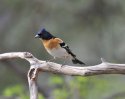 Brambling